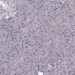 Invitrogen Cyclin F Polyclonal Antibody 100 &mu;L | Buy Online | Invitrogen&trade; | Fisher Scientific