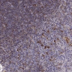 Invitrogen Cyclin F Polyclonal Antibody 100 &mu;L | Buy Online | Invitrogen&trade; | Fisher Scientific