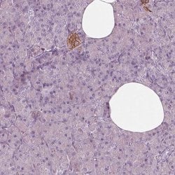 Invitrogen GPRIN1 Polyclonal Antibody 100 &mu;L; Unconjugated:Antibodies,