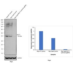 Invitrogen MCT1 Polyclonal Antibody 100 &mu;L; Unconjugated:Antibodies,