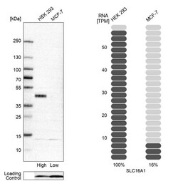 Invitrogen MCT1 Polyclonal Antibody 100 &mu;L; Unconjugated:Antibodies,