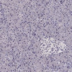 Invitrogen FRRS1L Polyclonal Antibody 100 &mu;L; Unconjugated:Antibodies,