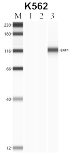 Invitrogen E4F1 Polyclonal Antibody 100 &mu;L; Unconjugated:Antibodies,