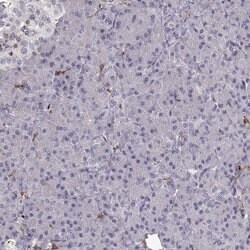 Invitrogen Cyclin F Polyclonal Antibody 100 &mu;L; Unconjugated:Antibodies,