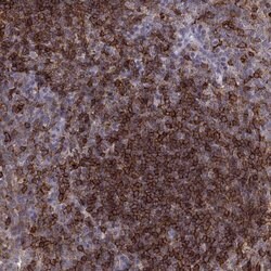 Invitrogen Cyclin F Polyclonal Antibody 100 &mu;L; Unconjugated:Antibodies,
