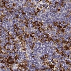 Invitrogen Cyclin F Polyclonal Antibody 100 &mu;L; Unconjugated:Antibodies,
