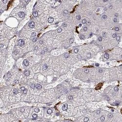 Invitrogen Cyclin F Polyclonal Antibody 100 &mu;L; Unconjugated:Antibodies,
