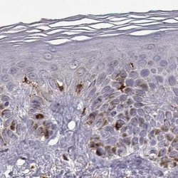 Invitrogen Cyclin F Polyclonal Antibody 100 &mu;L; Unconjugated:Antibodies,