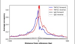 Invitrogen TAF1C Polyclonal Antibody 100 &mu;L; Unconjugated:Antibodies,