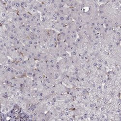 Invitrogen RABGAP1 Polyclonal Antibody 100 &mu;L; Unconjugated:Antibodies,