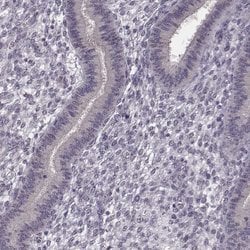 Invitrogen C10orf62 Polyclonal Antibody 100 &mu;L; Unconjugated:Antibodies,