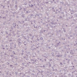 Invitrogen Septin-14 Polyclonal Antibody 100 &mu;L; Unconjugated:Antibodies,