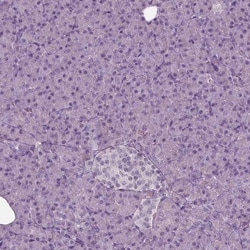 Invitrogen Septin-14 Polyclonal Antibody 100 &mu;L; Unconjugated:Antibodies,