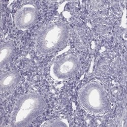 Invitrogen Septin-14 Polyclonal Antibody 100 &mu;L; Unconjugated:Antibodies,
