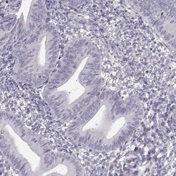 Invitrogen C16orf86 Polyclonal Antibody 100 &mu;L; Unconjugated:Antibodies,