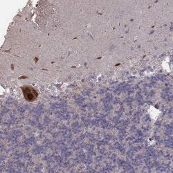 Invitrogen PCDHA4 Polyclonal Antibody 100 &mu;L; Unconjugated:Antibodies,
