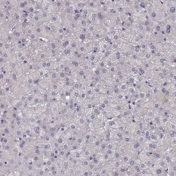 Invitrogen PCDHA4 Polyclonal Antibody 100 &mu;L; Unconjugated:Antibodies,