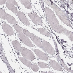 Invitrogen PCDHA4 Polyclonal Antibody 100 &mu;L; Unconjugated:Antibodies,