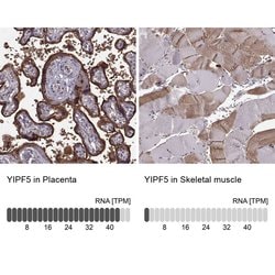 YIPF5 Polyclonal Antibody, Invitrogen 100 &mu;L; Unconjugated:Antibodies,