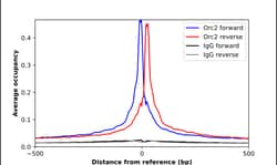 Invitrogen ORC2 Polyclonal Antibody 100 &mu;L | Buy Online | Invitrogen&trade; | Fisher Scientific