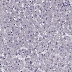 Invitrogen INTS3 Polyclonal Antibody 100 &mu;L; Unconjugated:Antibodies,