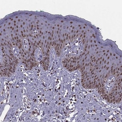 Invitrogen INTS3 Polyclonal Antibody 100 &mu;L; Unconjugated:Antibodies,