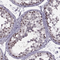 Invitrogen INTS3 Polyclonal Antibody 100 &mu;L; Unconjugated:Antibodies,