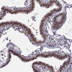 Invitrogen INTS3 Polyclonal Antibody 100 &mu;L; Unconjugated:Antibodies,