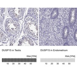 Invitrogen DUSP15 Polyclonal Antibody 100 &mu;L; Unconjugated:Antibodies,