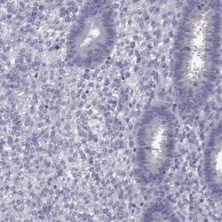 Invitrogen DUSP15 Polyclonal Antibody 100 &mu;L; Unconjugated:Antibodies,