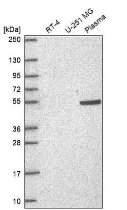 Invitrogen RAPGEF5 Polyclonal Antibody 100 &mu;L; Unconjugated:Antibodies,