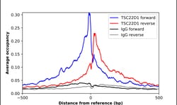 Invitrogen TSC22D1 Polyclonal Antibody 100 &mu;L; Unconjugated:Antibodies,