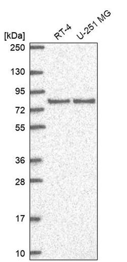 Invitrogen SAP102 Polyclonal Antibody 100 &mu;L; Unconjugated:Antibodies,