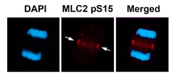 Invitrogen Phospho-MYL2 (Ser15) Polyclonal Antibody 100 &mu;L; Unconjugated:Antibodies,