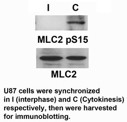 Invitrogen Phospho-MYL2 (Ser15) Polyclonal Antibody 100 &mu;L; Unconjugated:Antibodies,