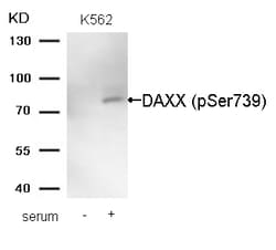 Invitrogen Phospho-DAXX (Ser739) Polyclonal Antibody 100 &mu;L | Buy Online | Invitrogen&trade; | Fisher Scientific
