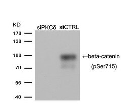 Invitrogen Phospho-beta Catenin (Ser715) Polyclonal Antibody 100 &mu;L | Buy Online | Invitrogen&trade; | Fisher Scientific