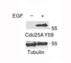 Invitrogen Phospho-Cdc25A (Tyr59) Polyclonal Antibody 100 &mu;L | Buy Online | Invitrogen&trade; | Fisher Scientific