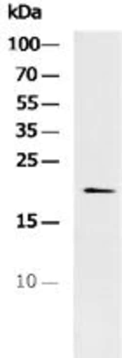 Invitrogen PRL1 Polyclonal Antibody 100 &mu;L; Unconjugated:Antibodies,