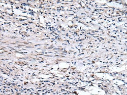 Invitrogen QSOX1 Polyclonal Antibody 100 &mu;L; Unconjugated:Antibodies,