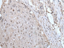 Invitrogen YPEL2 Polyclonal Antibody 100 &mu;L; Unconjugated:Antibodies,