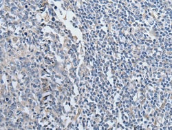 Invitrogen YPEL2 Polyclonal Antibody 100 &mu;L; Unconjugated:Antibodies,