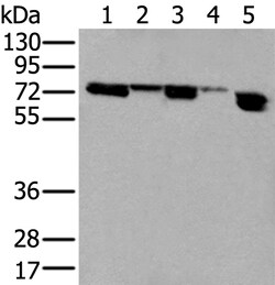 Invitrogen WHSC2 Polyclonal Antibody 100 &mu;L; Unconjugated:Anticuerpos