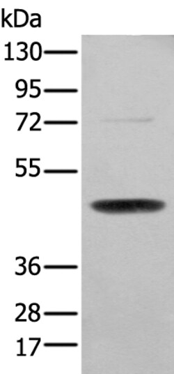 Invitrogen SERPINH1 Polyclonal Antibody 100 &mu;L; Unconjugated:Antibodies,