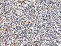 Invitrogen PTPRG Polyclonal Antibody 100 &mu;L | Buy Online | Invitrogen&trade; | Fisher Scientific