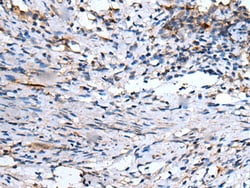 Invitrogen EMP1 Polyclonal Antibody 100 &mu;L; Unconjugated:Antibodies,