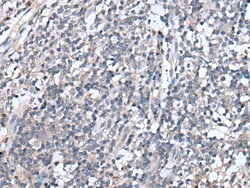 Invitrogen EMP1 Polyclonal Antibody 100 &mu;L; Unconjugated:Antibodies,