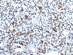 Invitrogen Orexin Polyclonal Antibody 100 &mu;L | Buy Online | Invitrogen&trade; | Fisher Scientific