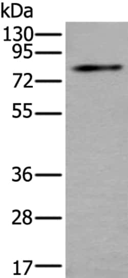 Invitrogen ZDHHC5 Polyclonal Antibody 100 &mu;L; Unconjugated:Antibodies,