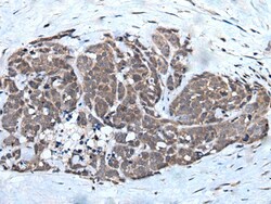 Invitrogen WEE1 Polyclonal Antibody 100 &mu;L; Unconjugated:Antibodies,